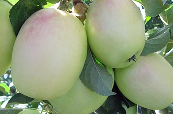odrůda jabloně bílá sinap