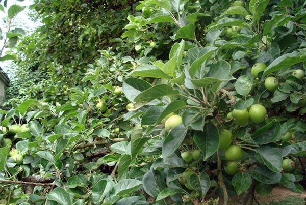 Odrůda stromu Kutuzovets