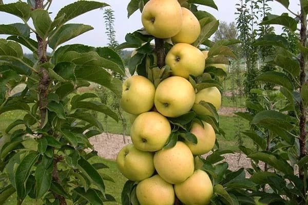 Säulenapfelbaum im Garten