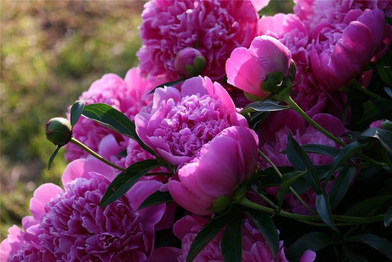 peonies in flower beds 