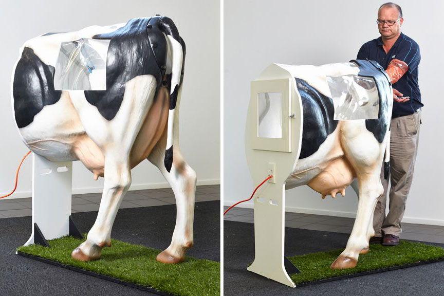 inséminer des vaches