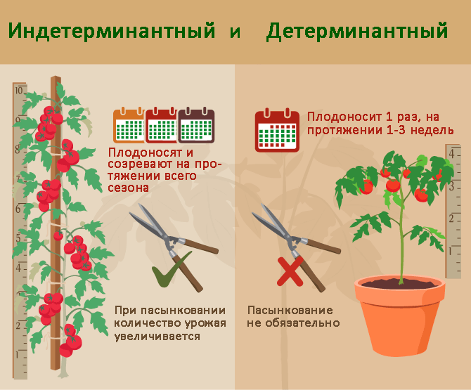 differences between determinate and indeterminate tomato varieties