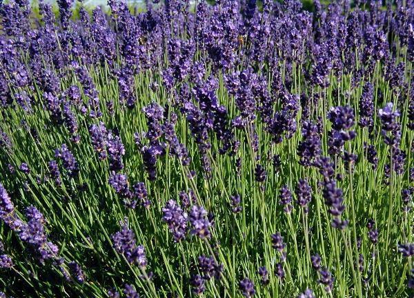 lavender bushes 