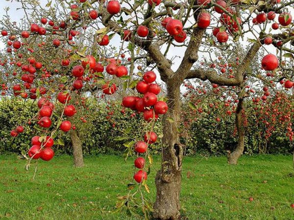 árbol de manzana