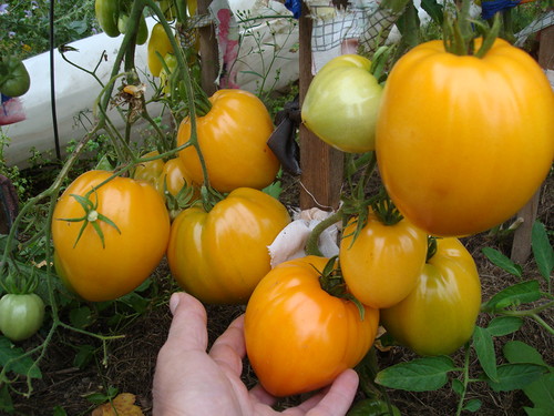 cosecha de tomate