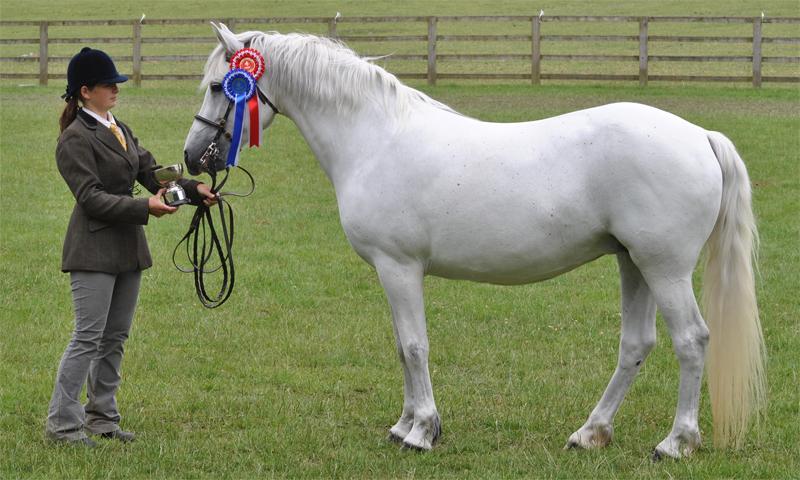 Connemara pony