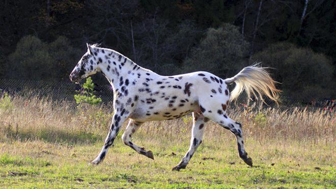 Race de cheval de l'Altaï