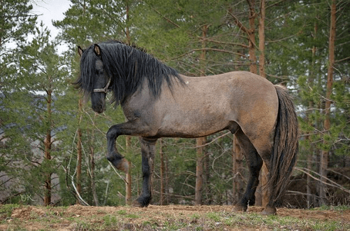 Kůň Vjatka