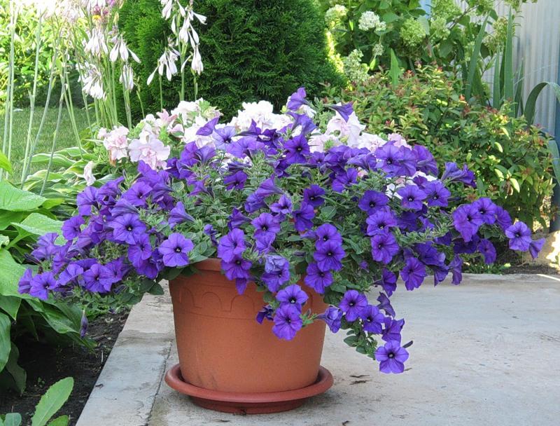 petunia en una olla