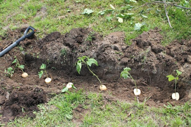 planter des groseilles