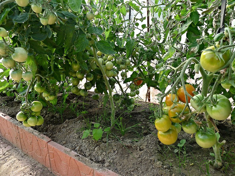 gnomo de los arbustos de tomate