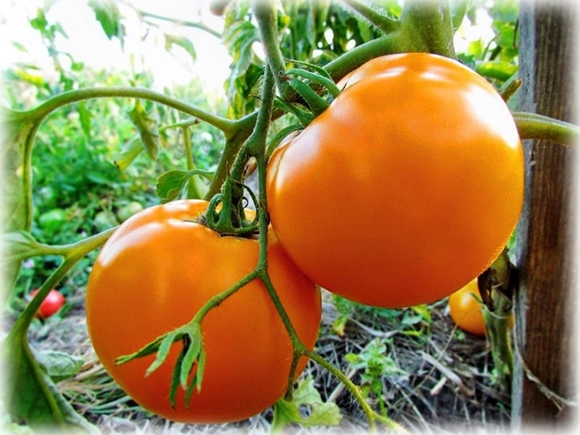 rajče Oranžový zázrak v zahradě