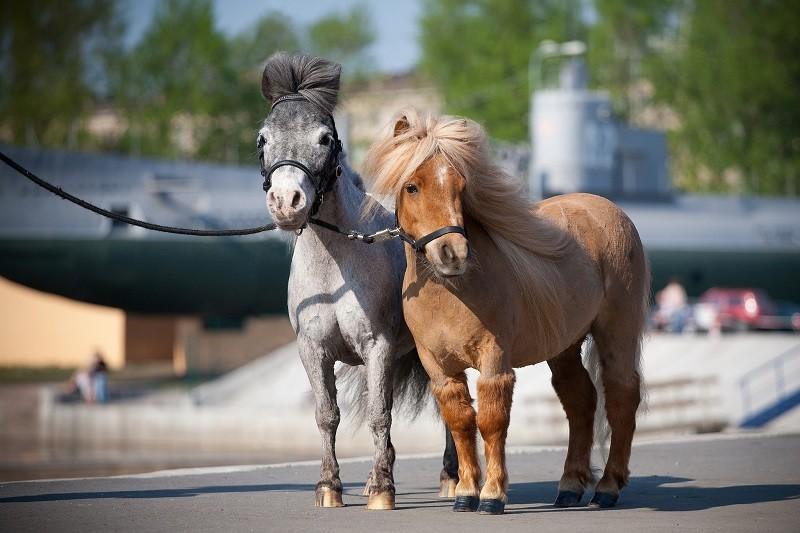 mini cheval Falabella