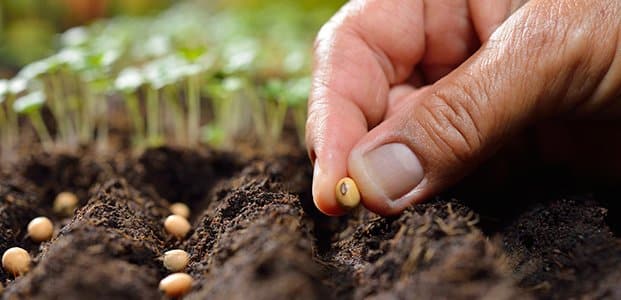 Planten in open grond