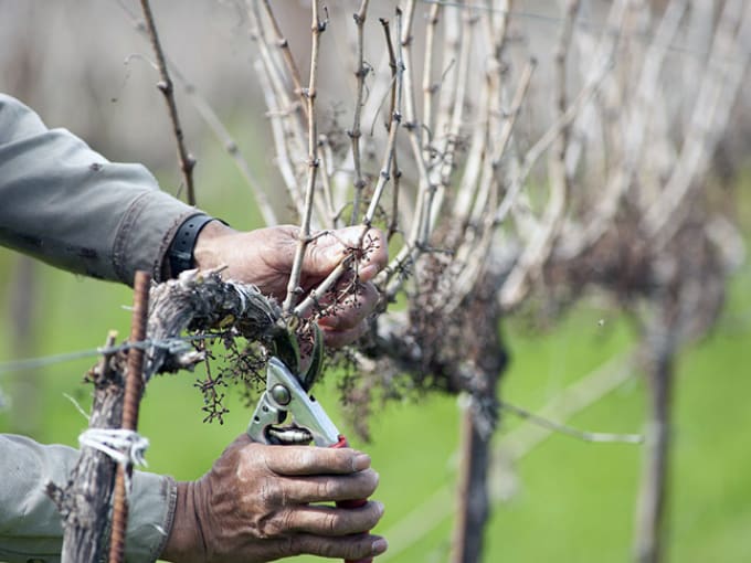 amistad de uvas