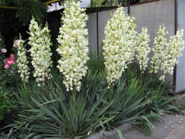 Yucca-Büsche