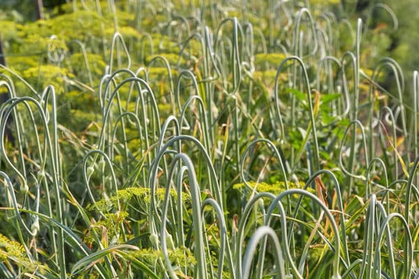 flechas de alho no jardim