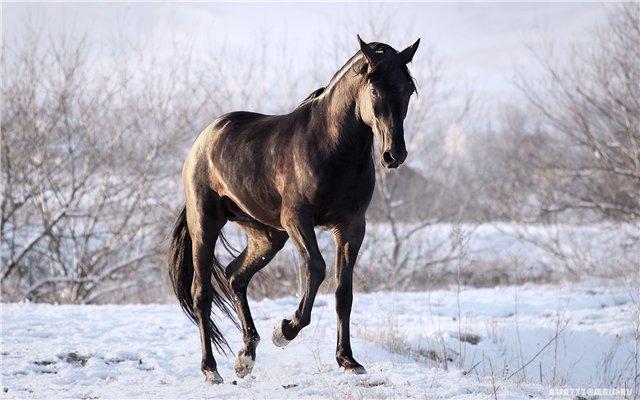 Karachay-paardenras