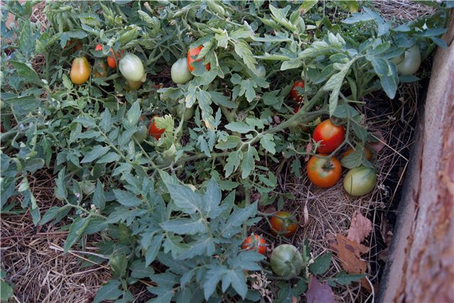 stříbrné smrkové rajče v zahradě