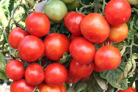 buissons de tomates Oural précoce