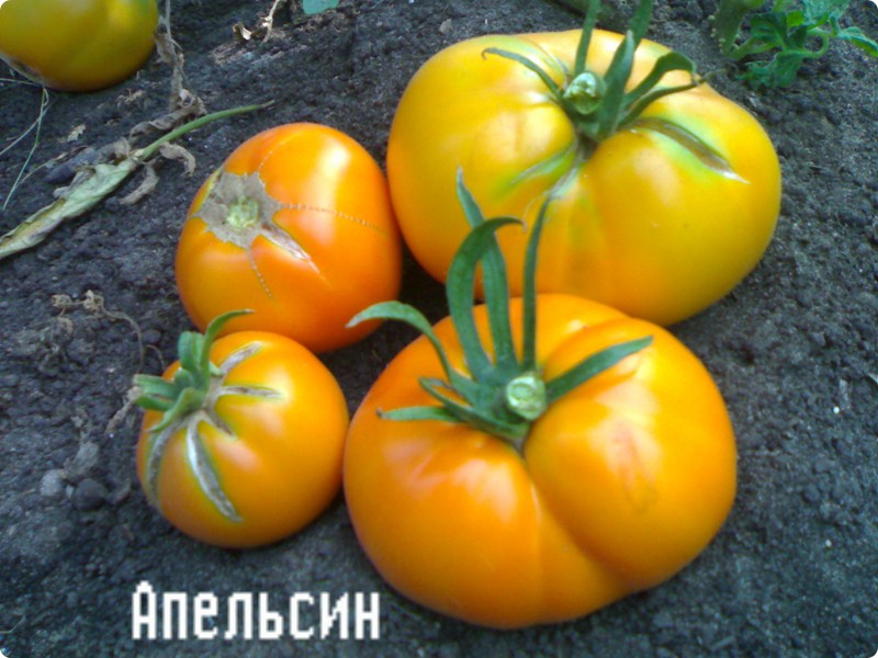 tomato orange in the garden