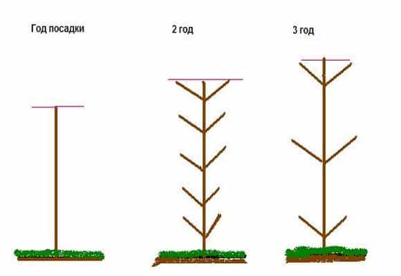 pear pruning