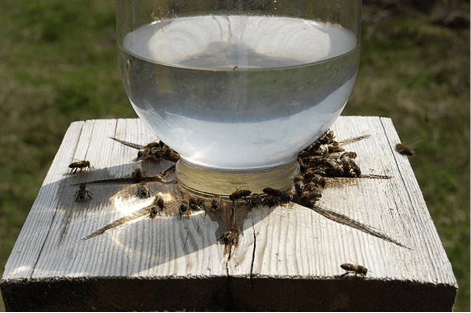 Trinknapf für Bienen