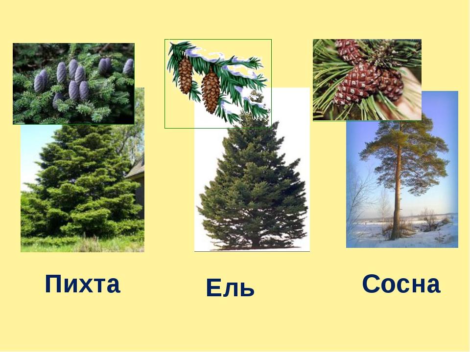 difference between fir and pine