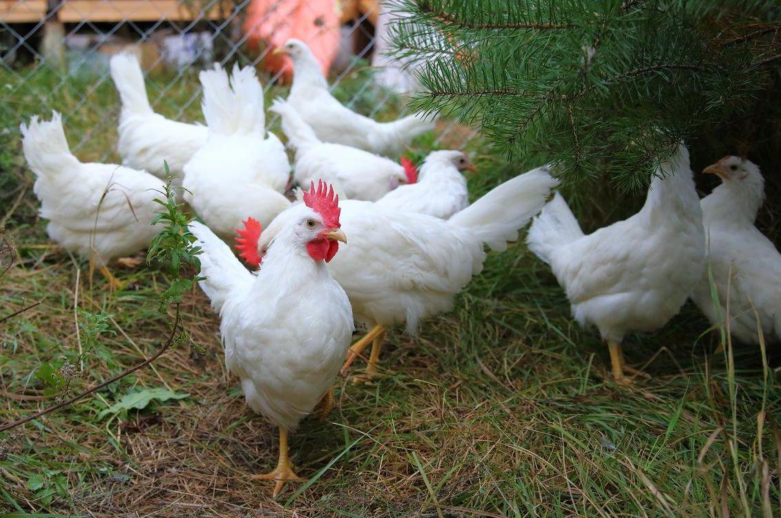 Zwerg Leghorn in 33 Beschreibung