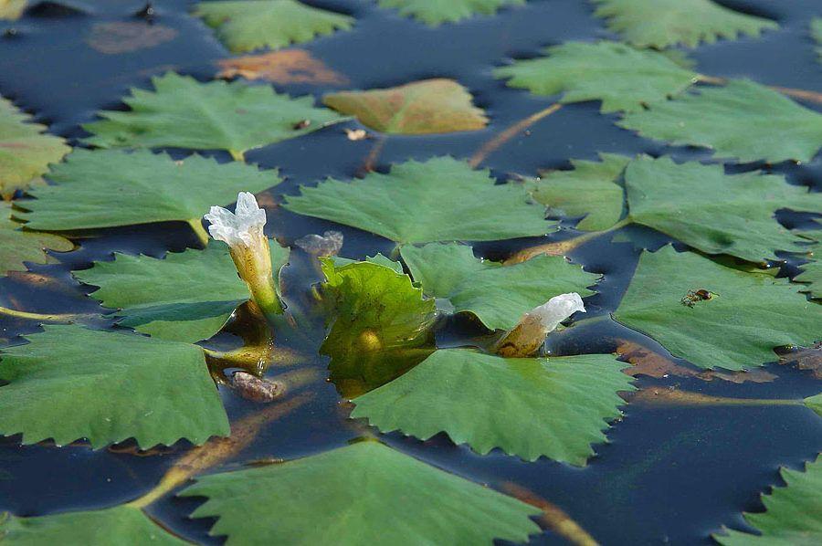 Wasserkastanie oder Chili