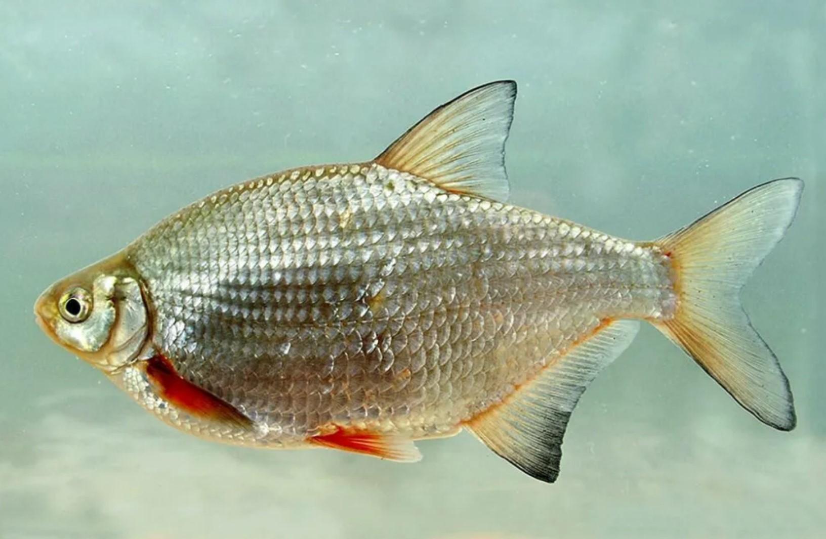 List and description of 39 predatory and herbivorous river fish, their features