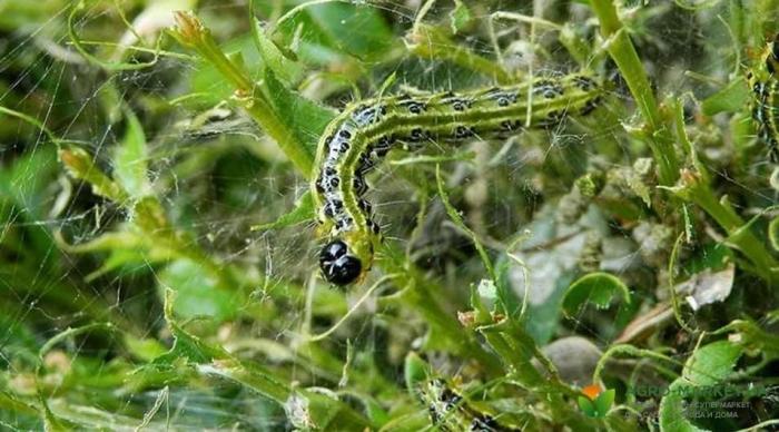 boxwood moth