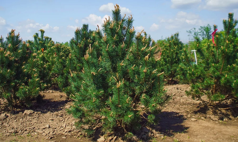 Mountain Pine Uncinata