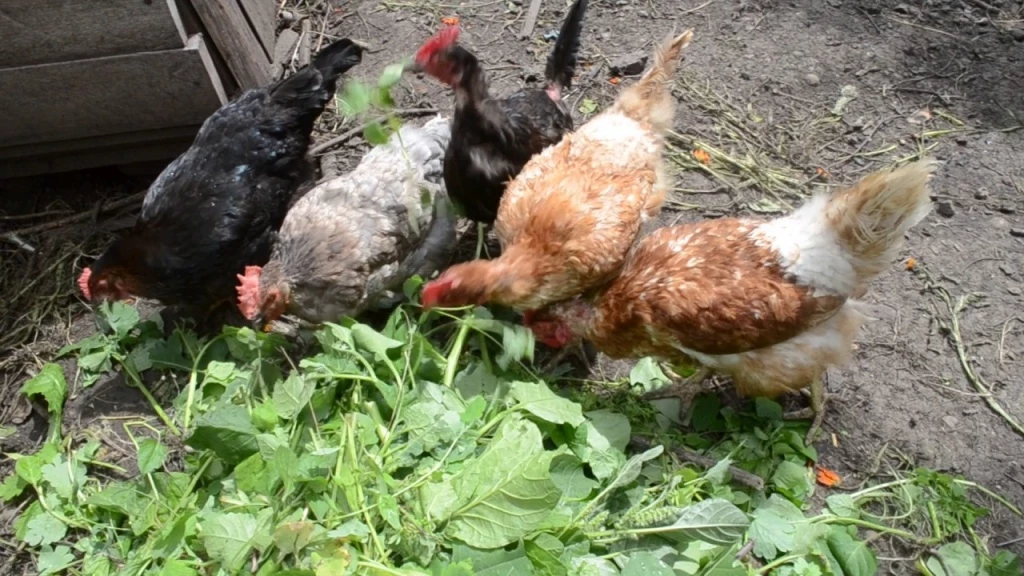 feed chickens and laying hens grass