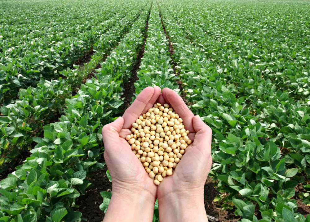 soybean - cultivation, varieties, processing, use