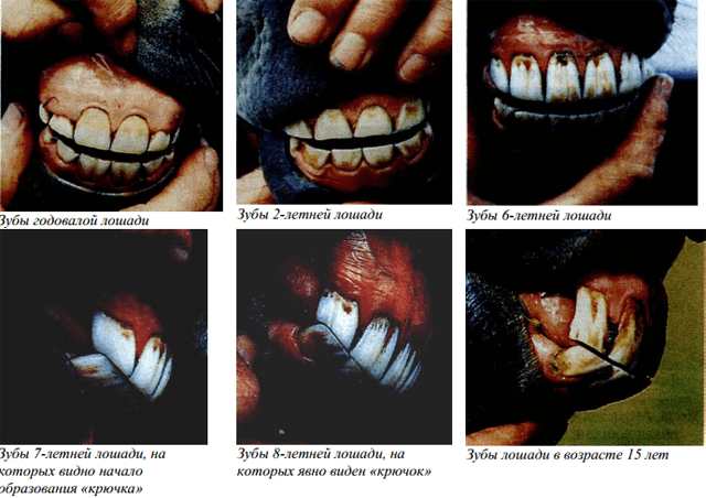 dents de cheval