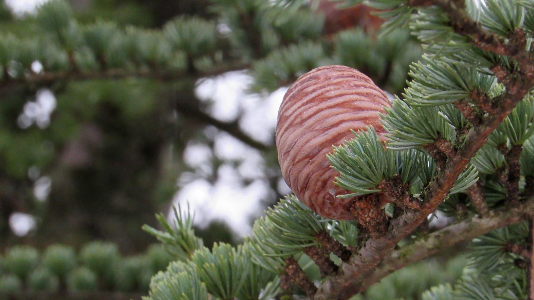 Crimean cedar