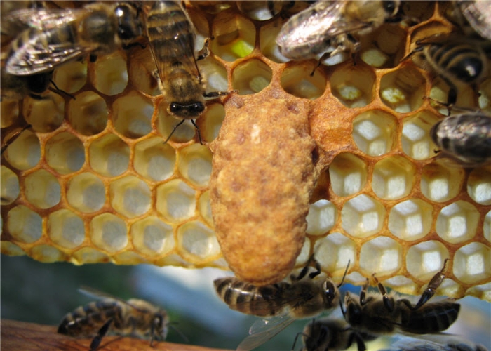 bišu karalienes stropa fistula