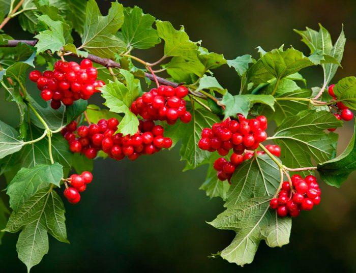 viburnum filiāle 