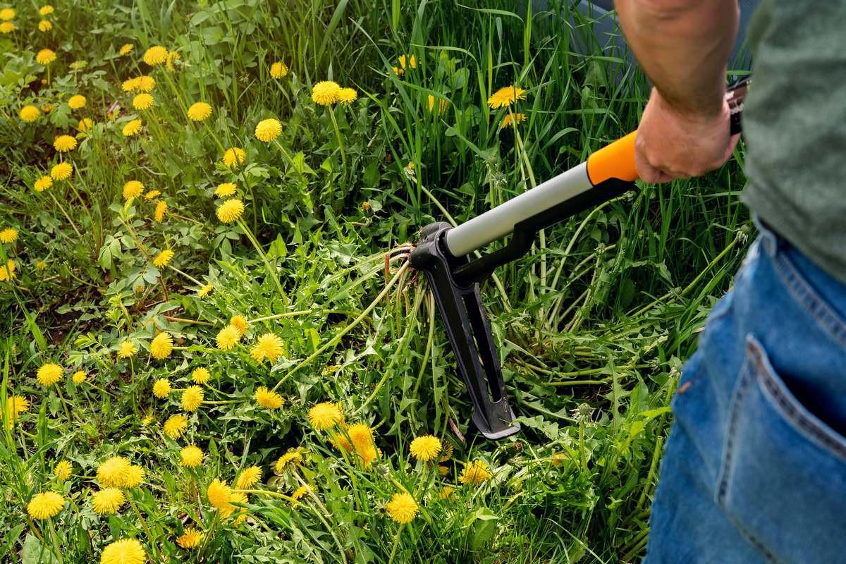 How to get rid of dandelions forever