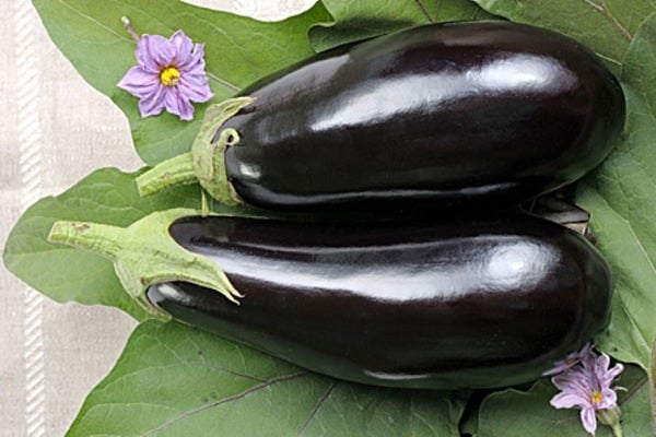 udseende af aubergine 