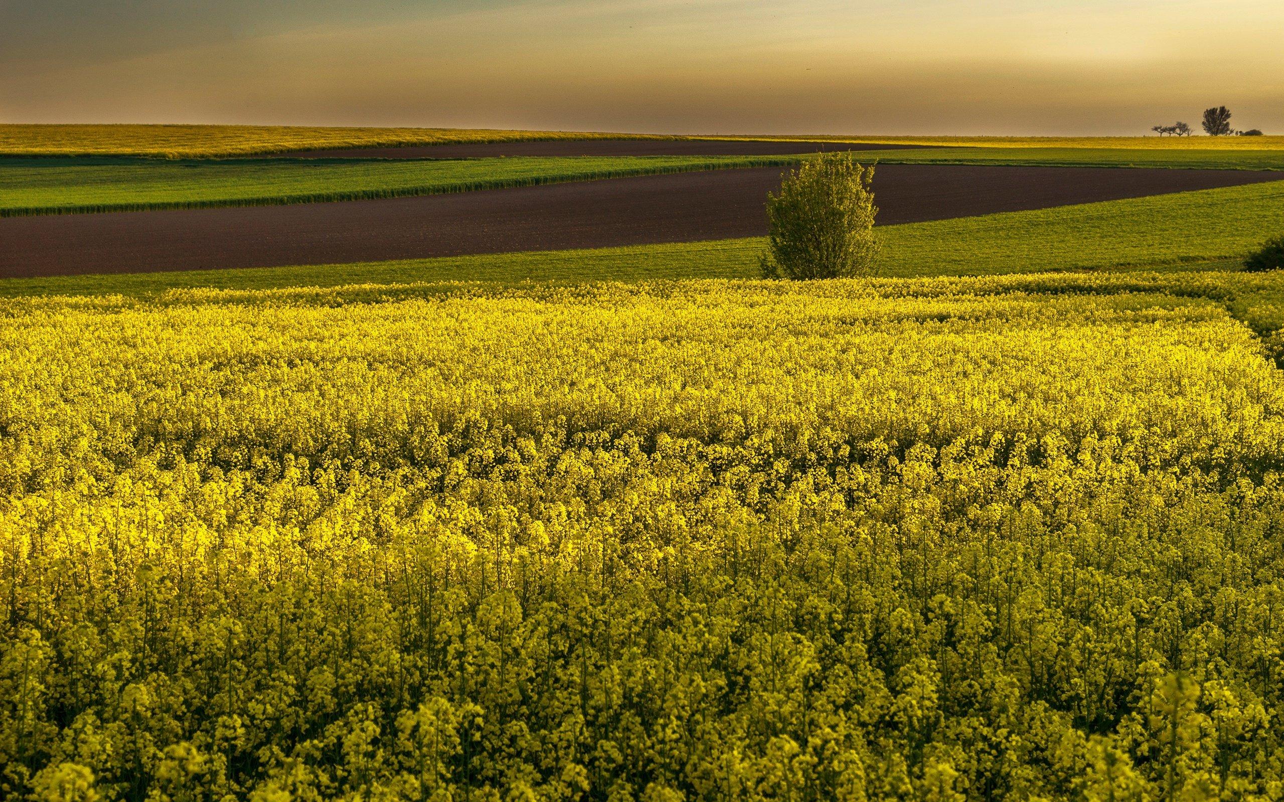 Plantation et entretien du colza