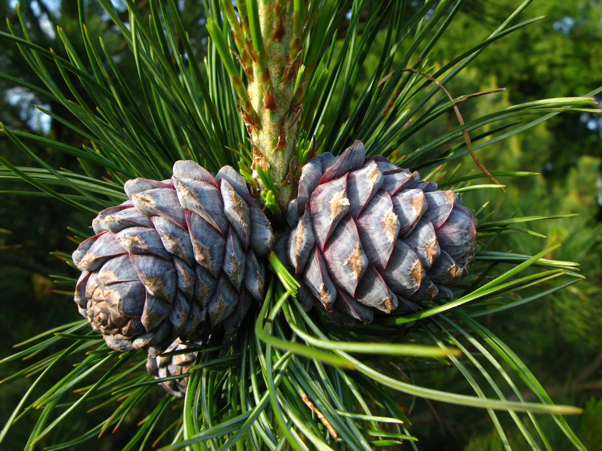 Siberian cedar