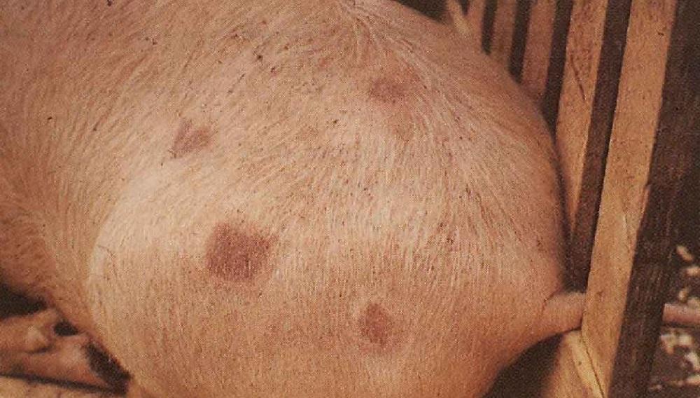 scabies in pigs