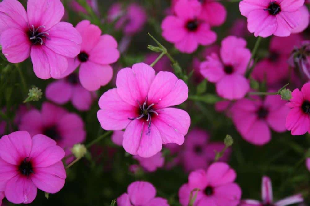 bloemen in de tuin 