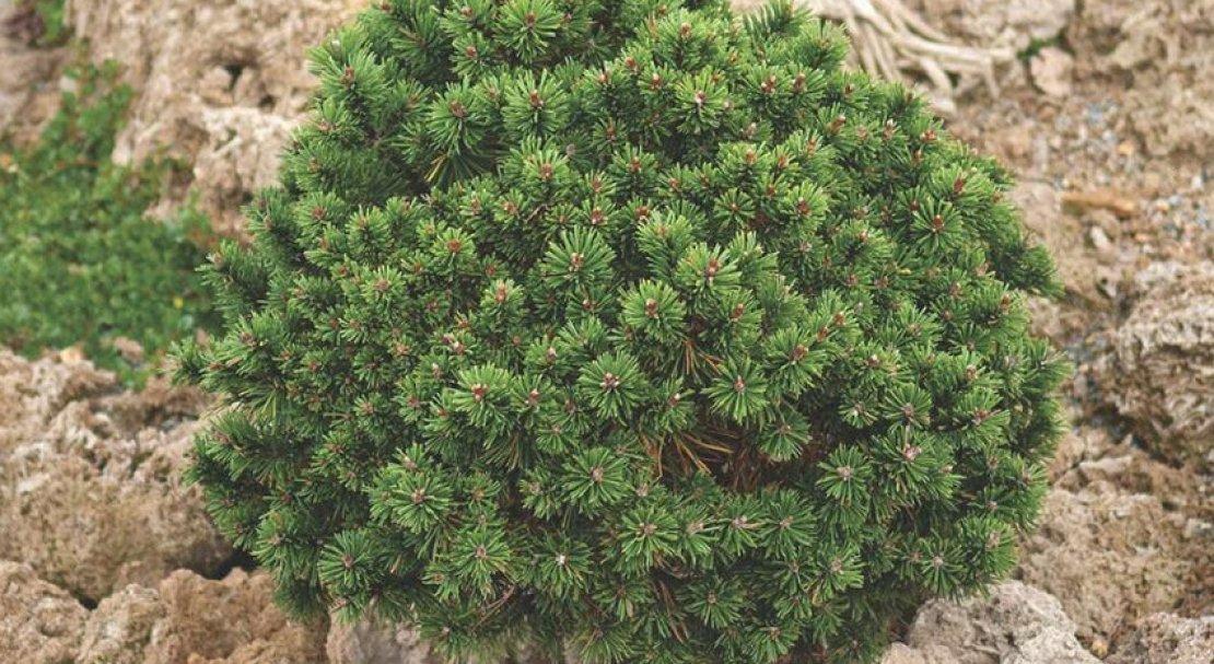 Mountain Pine Mopsi