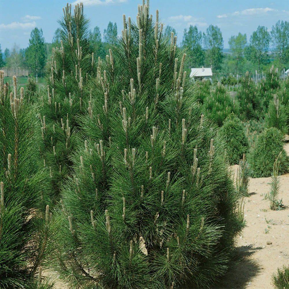 Černá borovice Pyramidalis