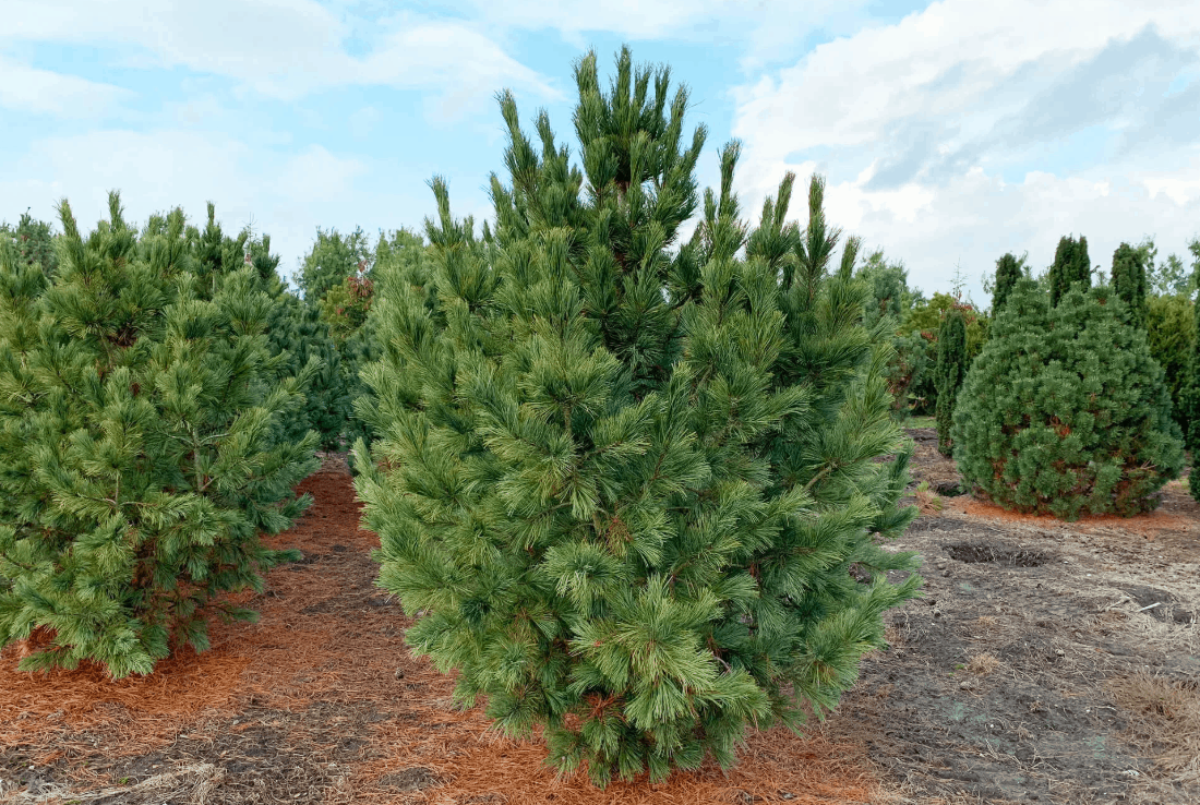 Cedar European pine