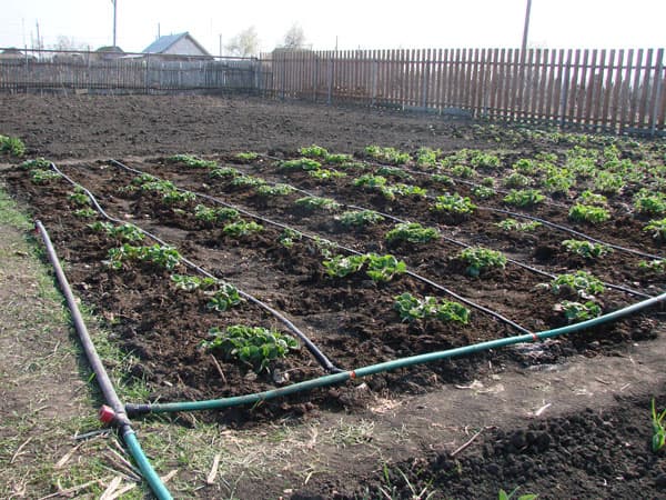 irrigation goutte à goutte