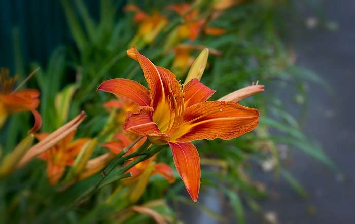 mga bulaklak ng daylily